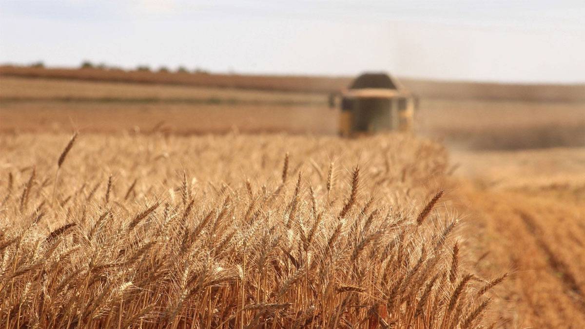 Wheat field and combine harvester on farmland Cowan Ag Solutions serves near Stephenville, Texas